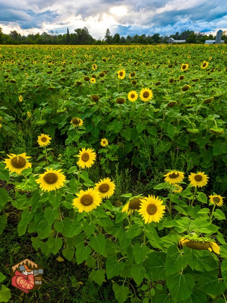 20230013-Mini3Pro-Sunflowers-Almonte-21-Edit