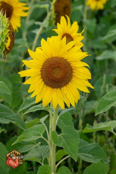 20230013-Z6-Sunflowers-Almonte-18