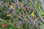 20250507-Z6-backyad-creatures-107