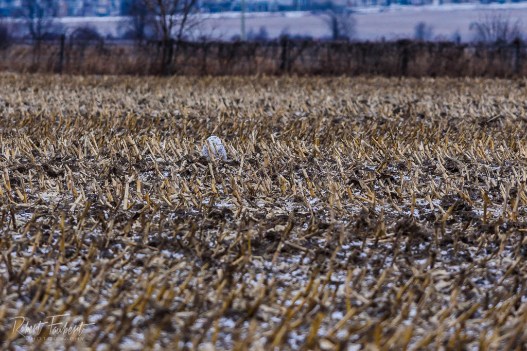 20201226-snowyowl-7-1024x683.jpg